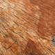 Illustration for article titled The Difference Between Hard and Soft Wood Has Zero to Do With Hardness